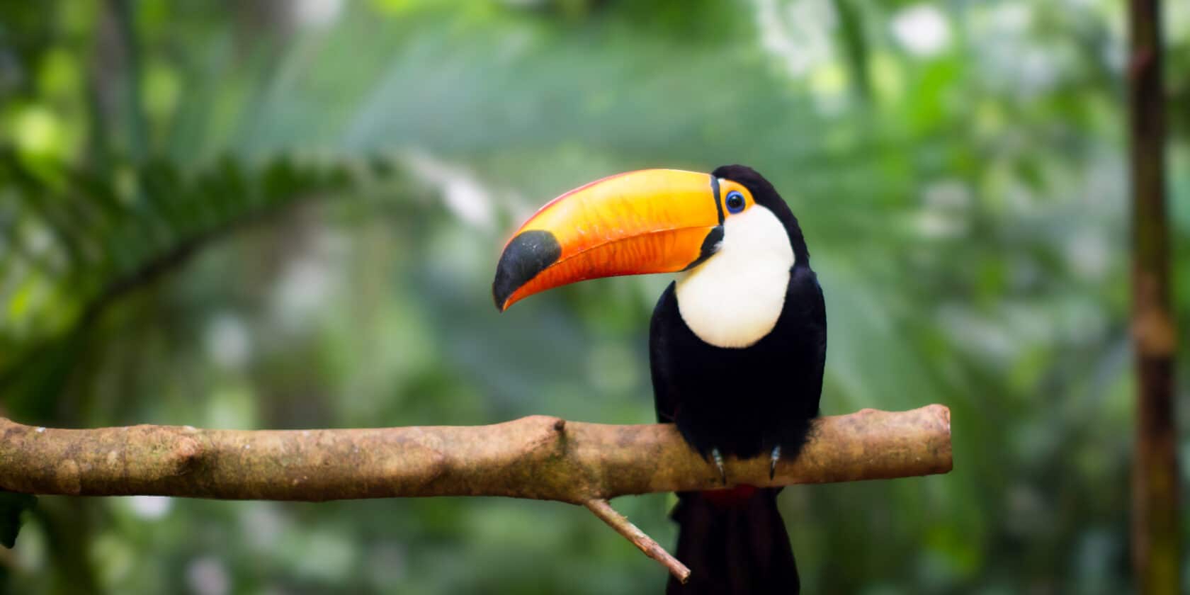 Toucan resting on the branch in the wild.