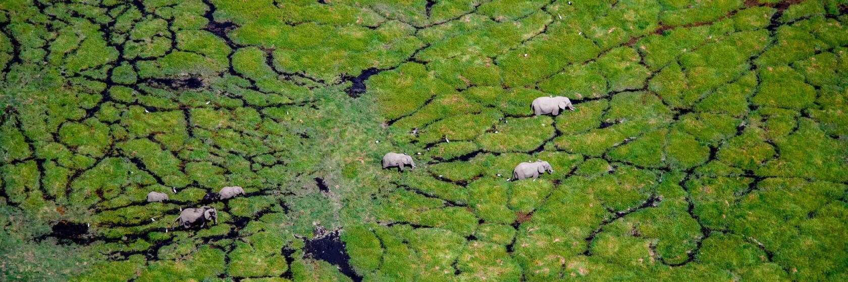 An aerial view of elephants walking across a green landscape in Africa.