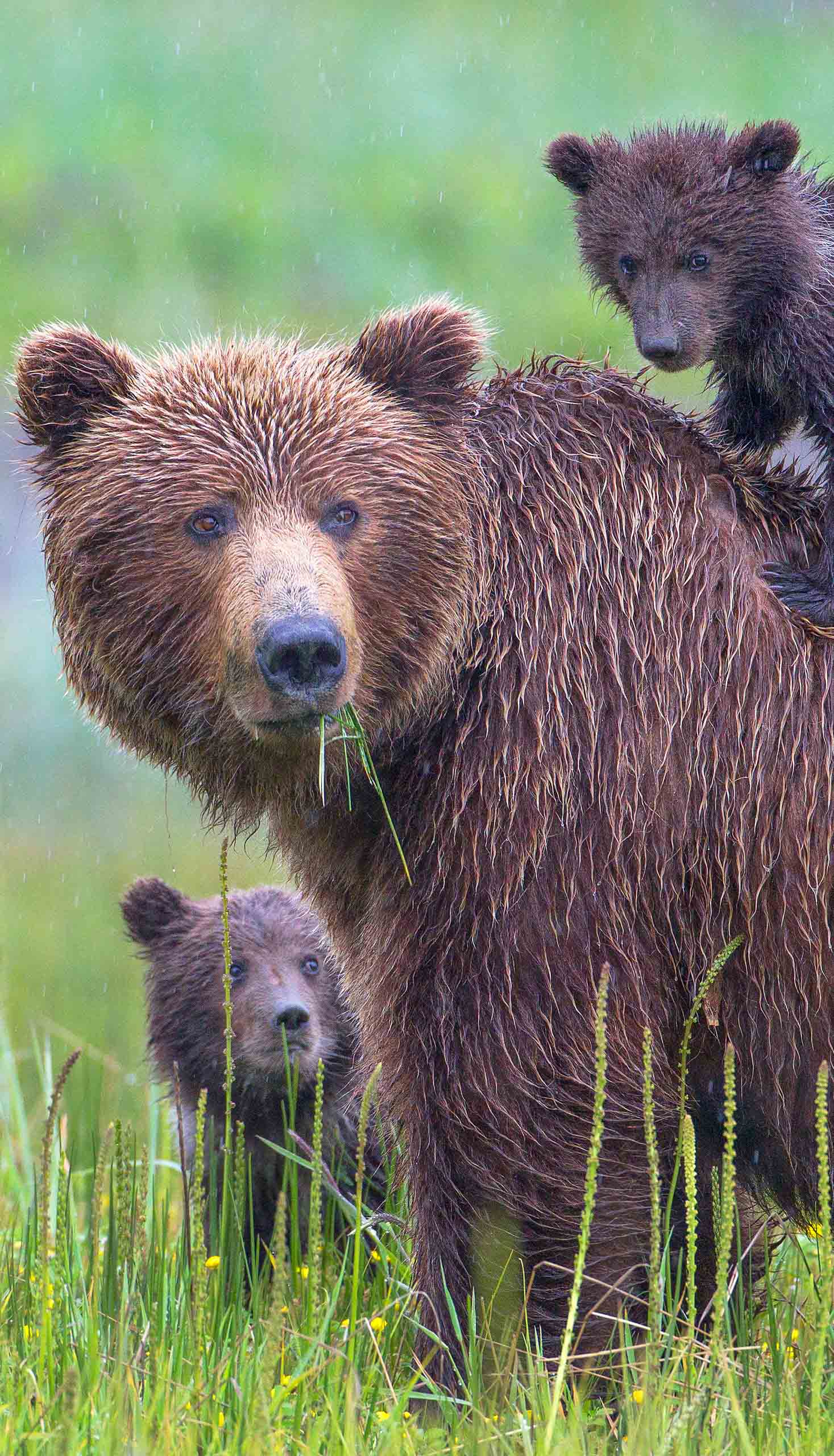 Wild bears in Alaska.
