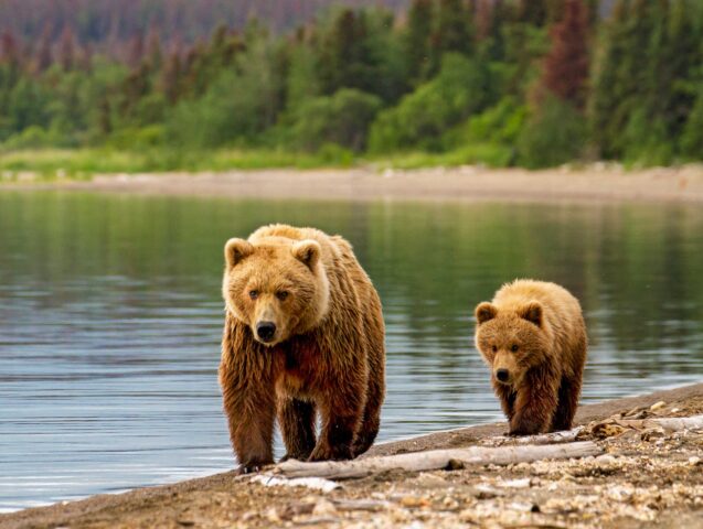 Two grizzly bears walking on a shore of a lake in Alaska.