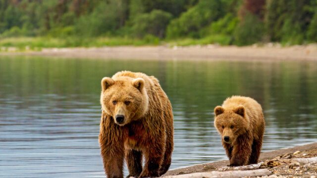 Two grizzly bears walking on a shore of a lake in Alaska.