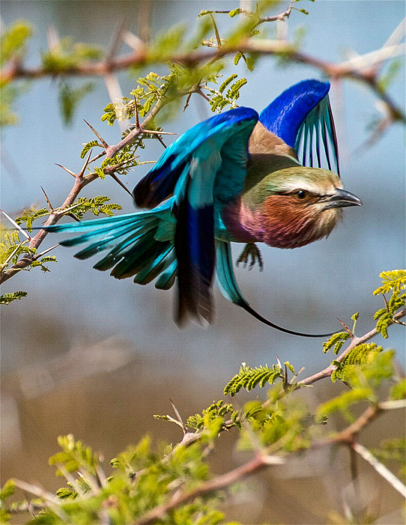 Close-up of blue and purple lilac-breasted roller bird in flight at Amber Mountain National Park.
