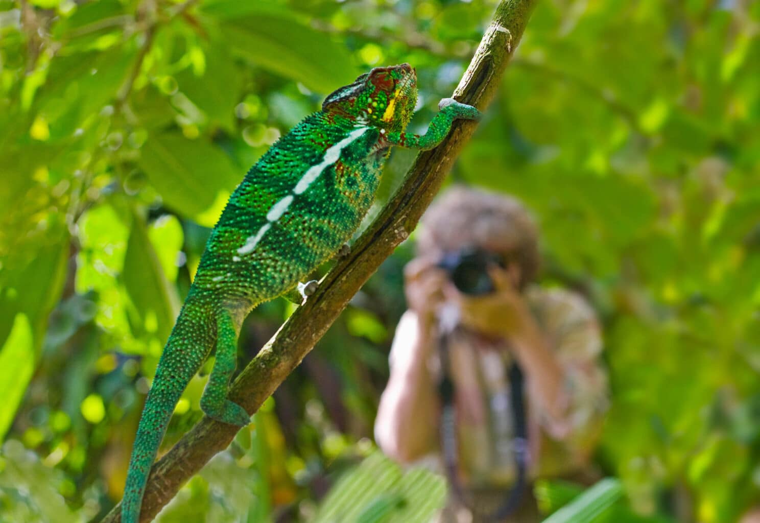 A person photographing a chameleon in a tree.