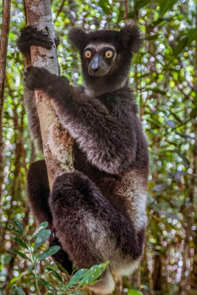A lemur on a tree.