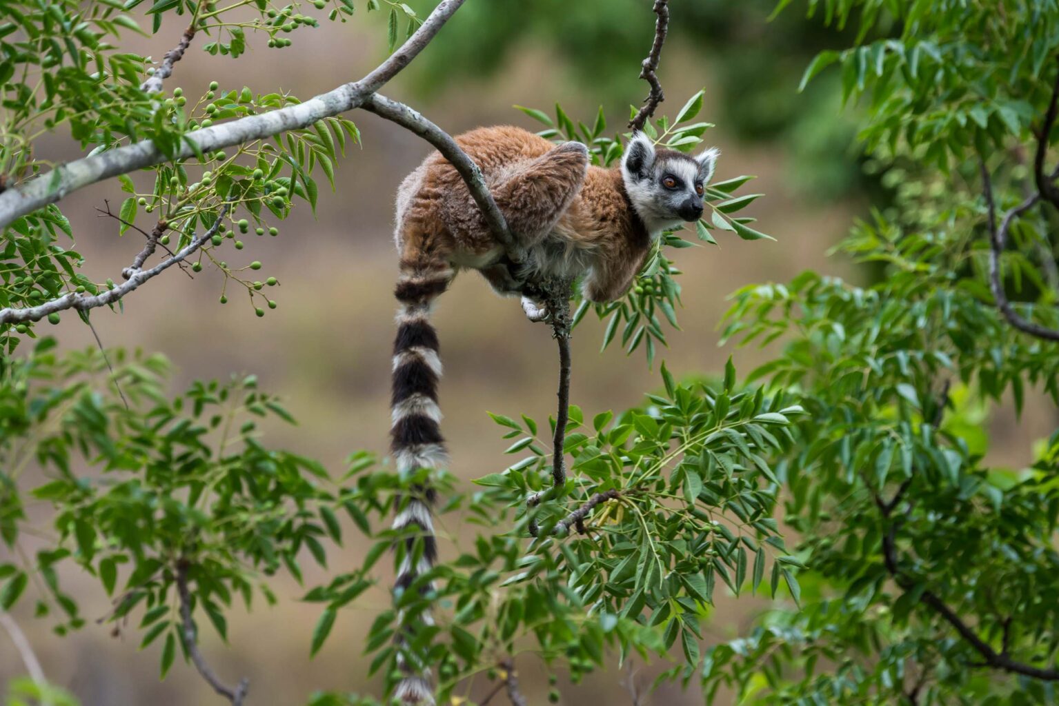 Ring-tailed lemur in green tree at Anja Reserve in Madagascar.