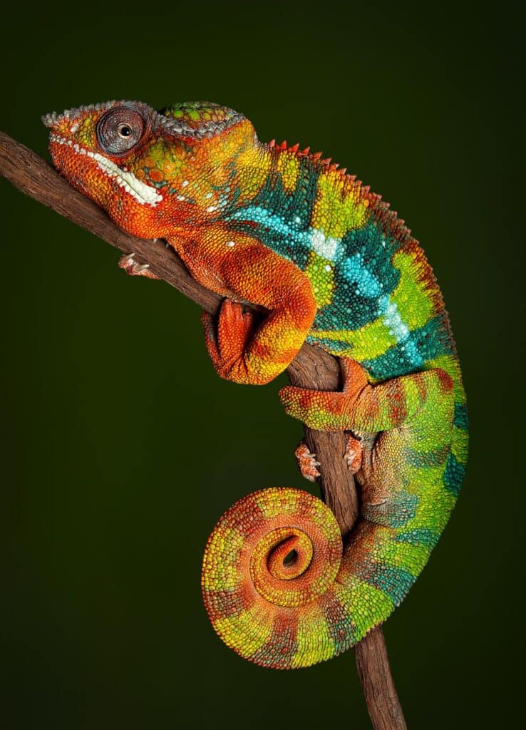 Panther chameleon in Madagascar with vibrant red, orange, blue, and green colors.