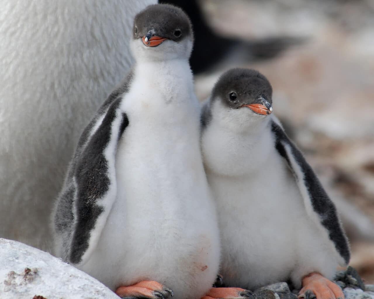 Two baby penguins.