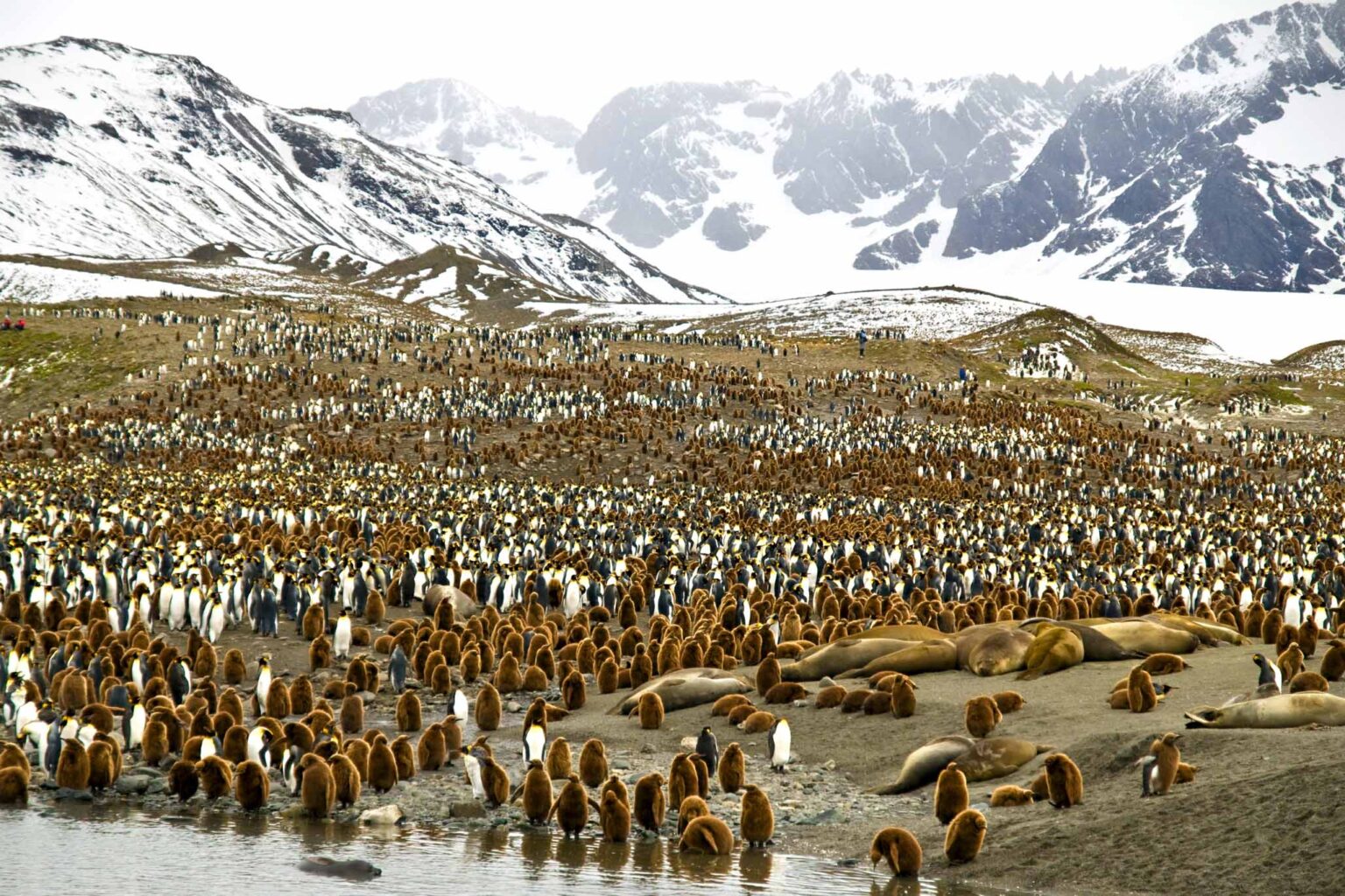 Penguins and other wildlife in Antarctica.