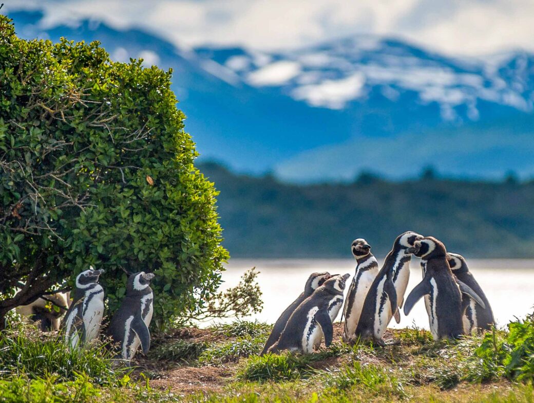Penguins in Patagonia.