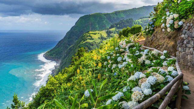 Costal path with Hydrangeas in Azores, Portugal.