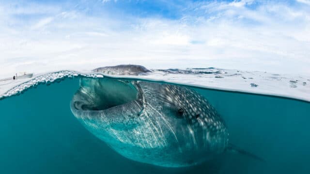 A whale shark underwater.