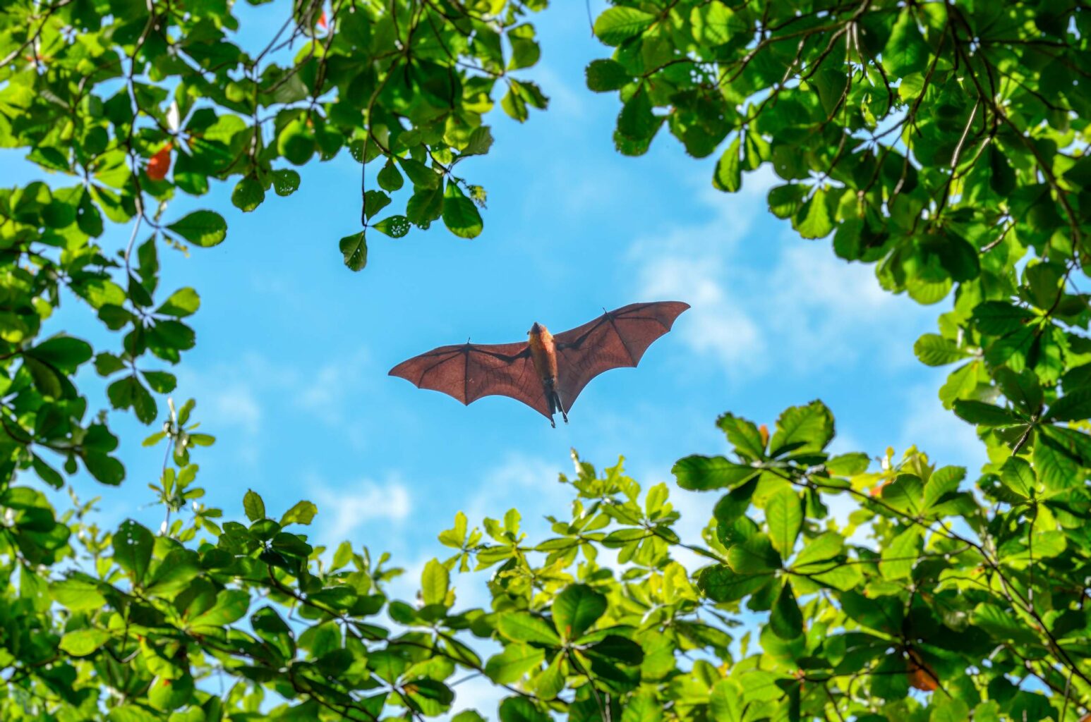 A flying fox, also called a fruit bat, in Madagascar.