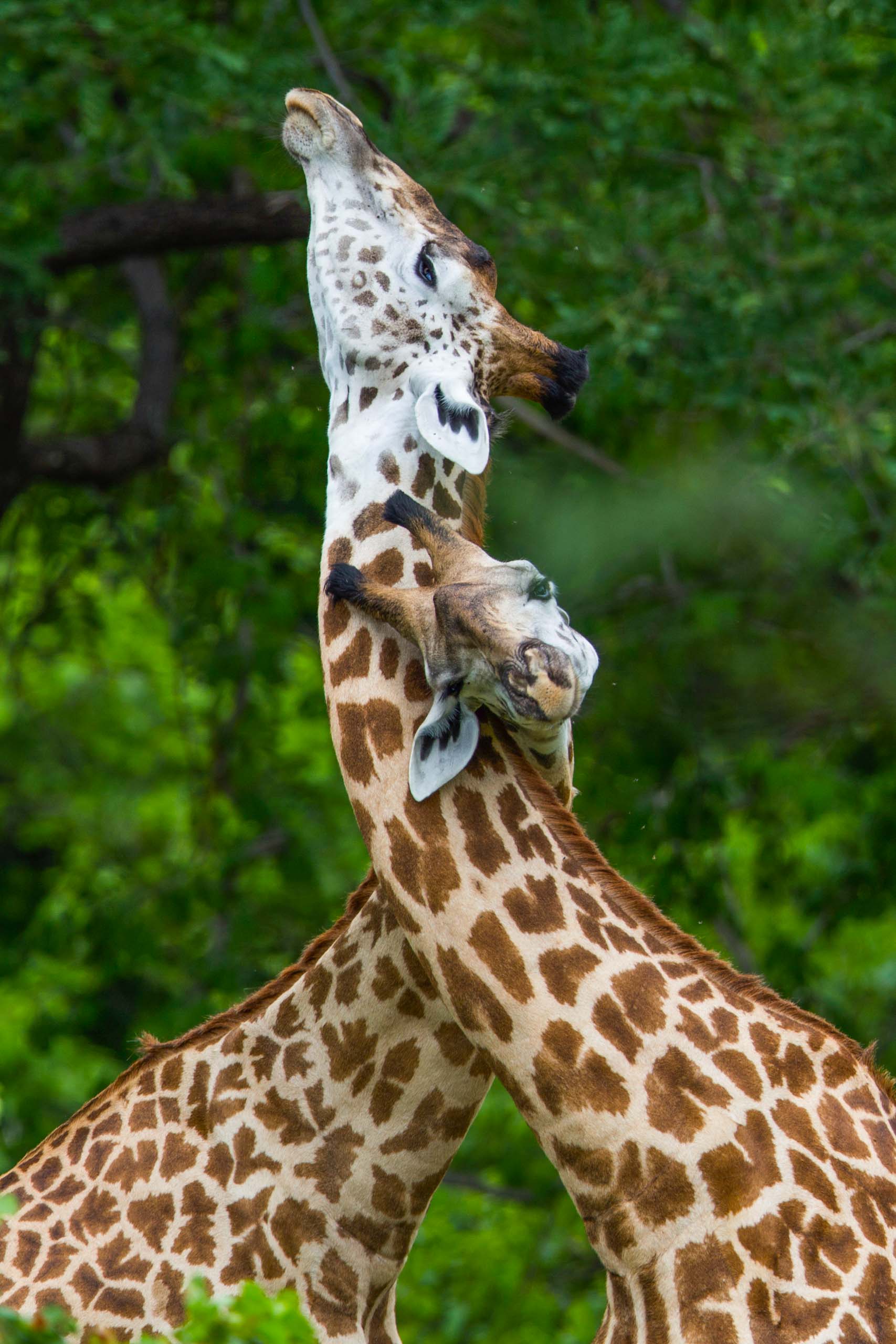 Two giraffes.