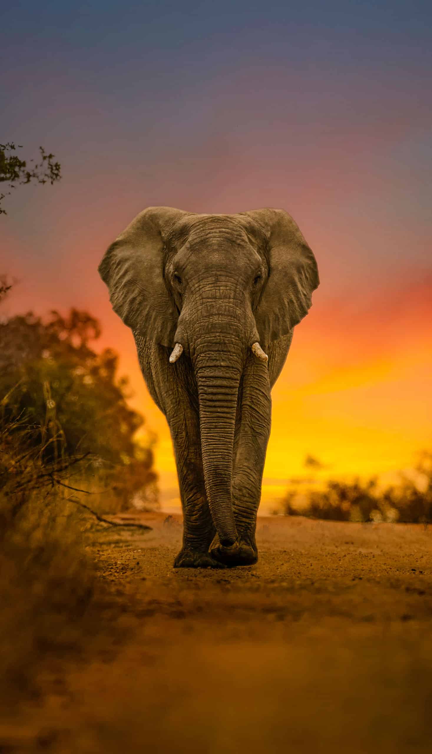 An elephant walking at sunset.