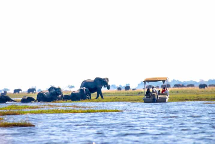 A group of travelers observing elephants.