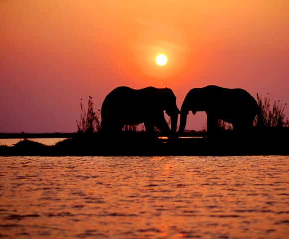 Two elephants at sunset.