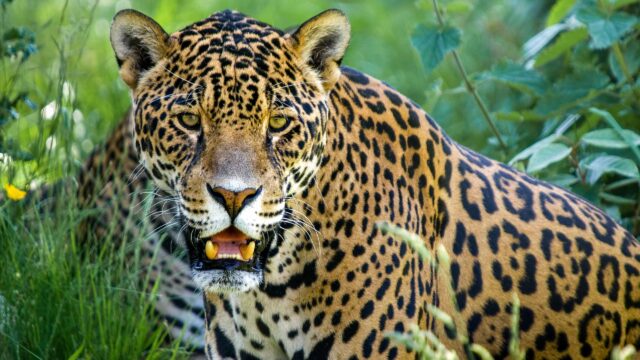 A jaguar.