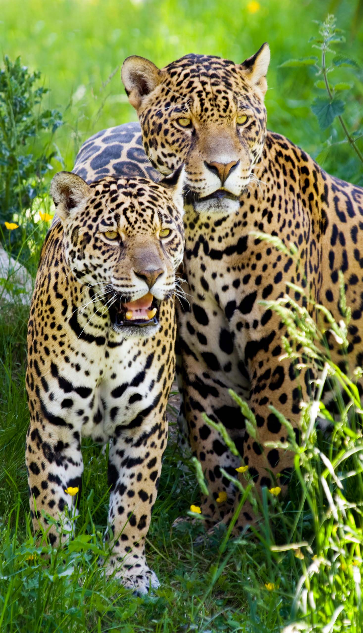 Two jaguars in the wild in Brazil.