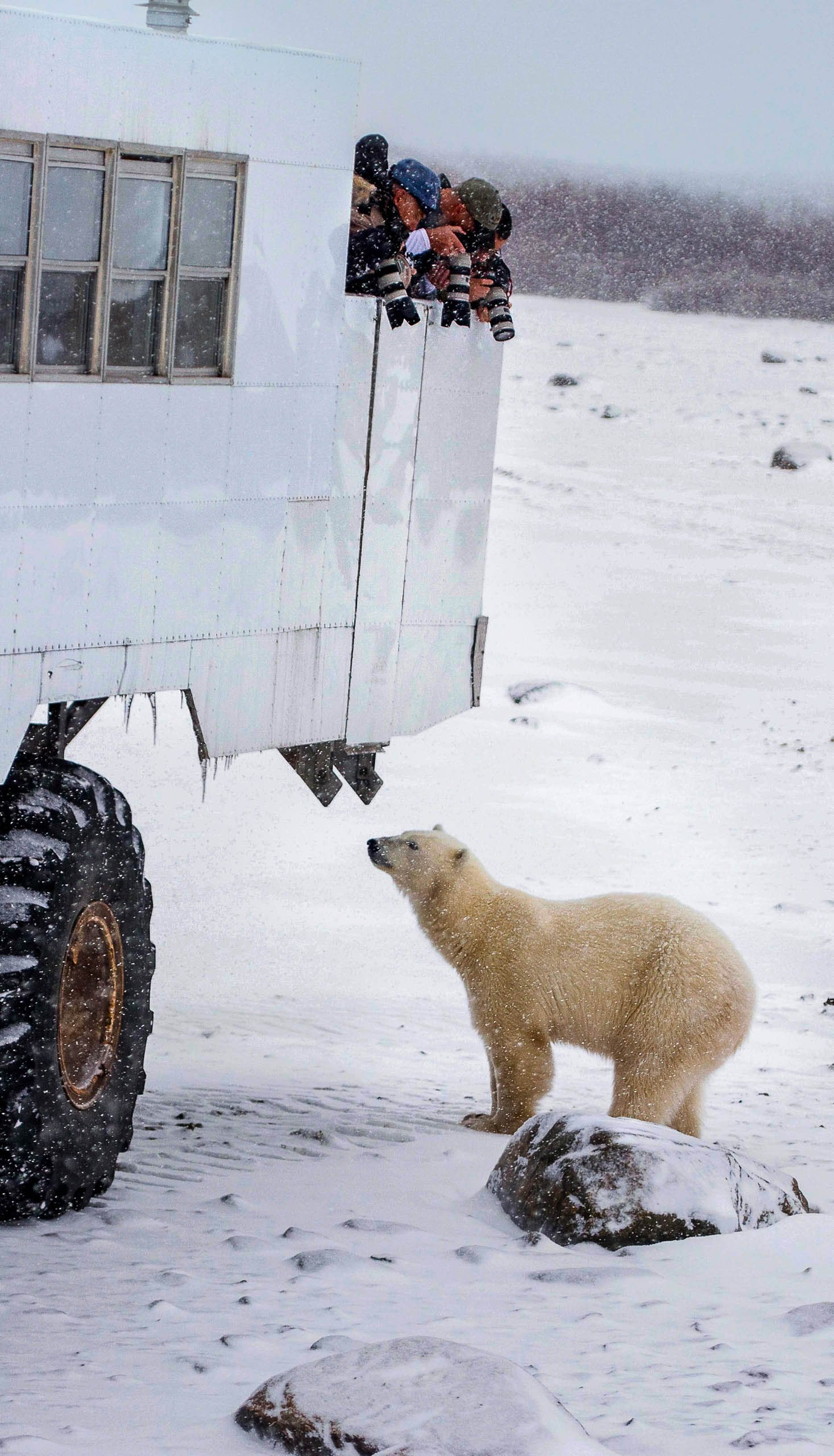 Photographers taking photos of a polar bear.