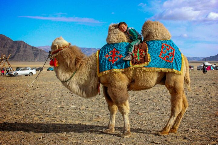 A child sitting on a camel.