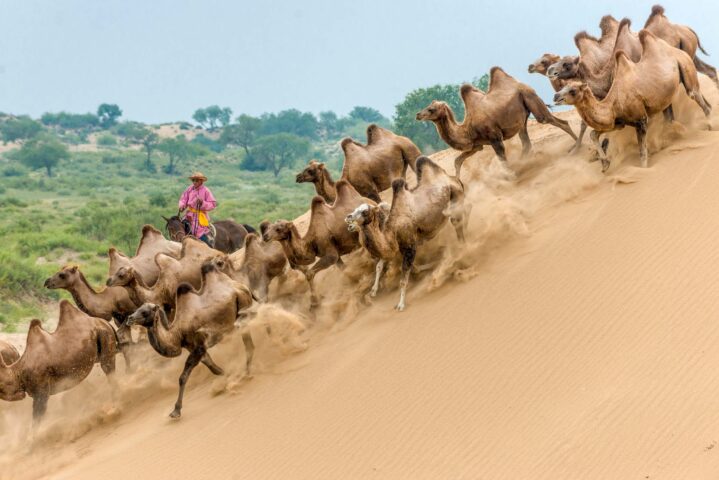 A herd of camels.