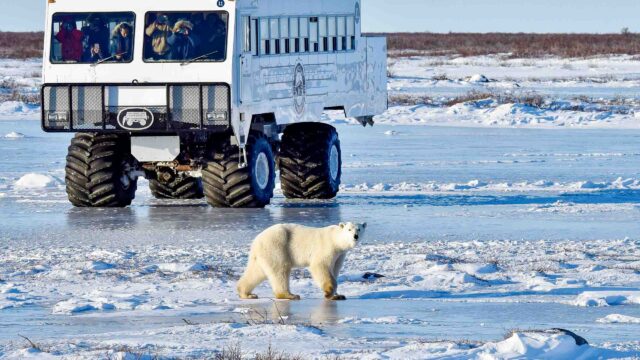 A group of travelers on vehicle observing a polar bear.