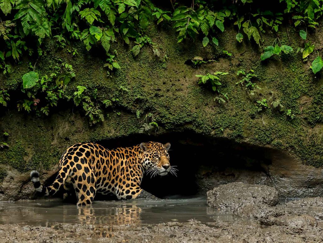 A jaguar.