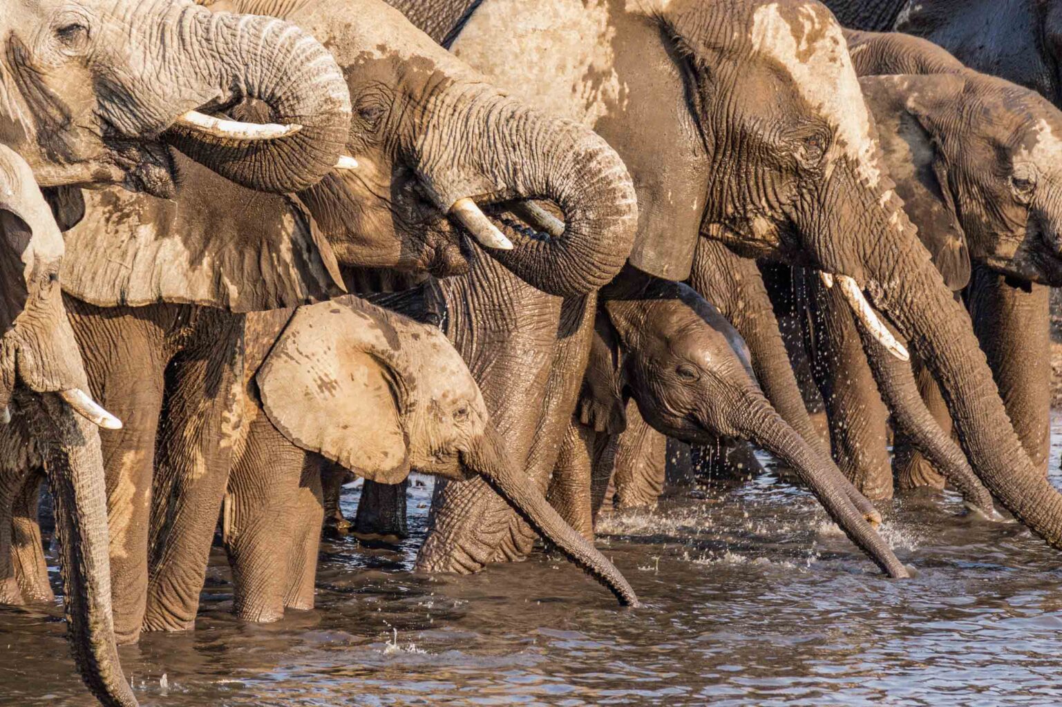Elephants drinking water at Tarangire National Park.
