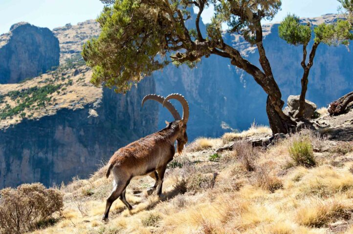 A Walia ibex in Ethiopia.
