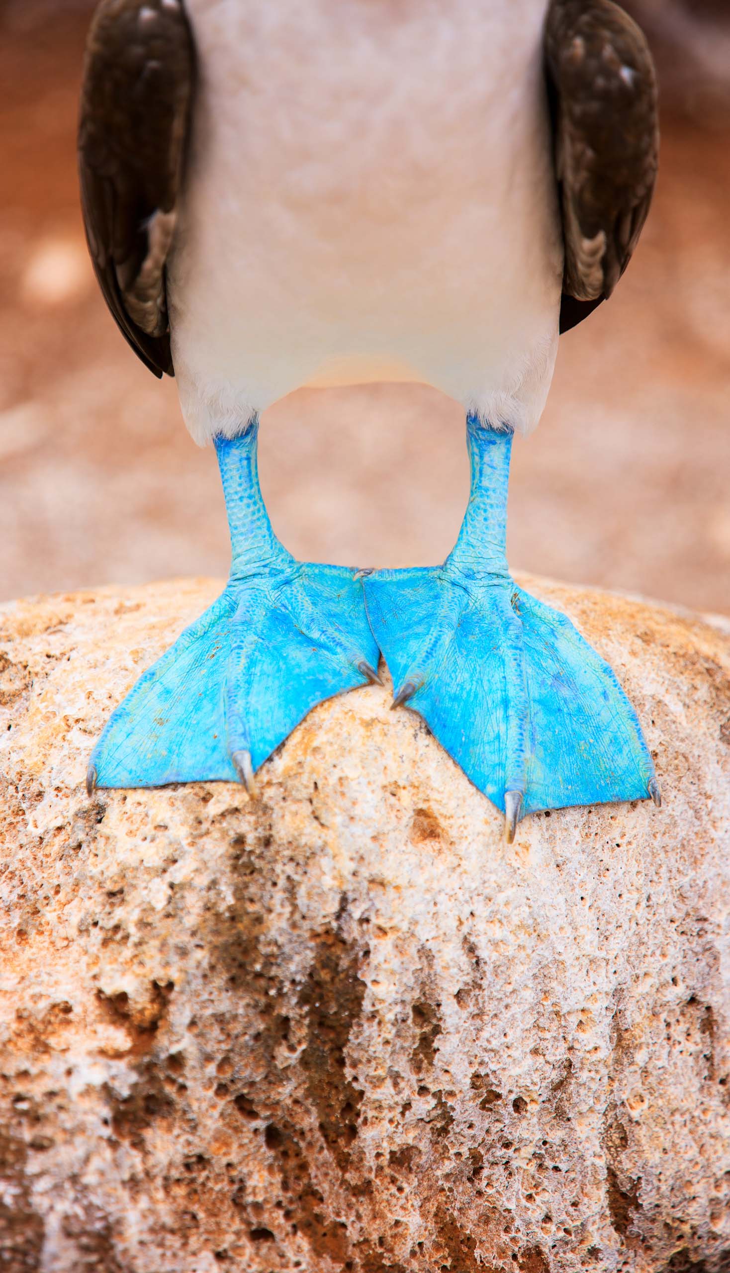 Close up of a blue footed booby feet.