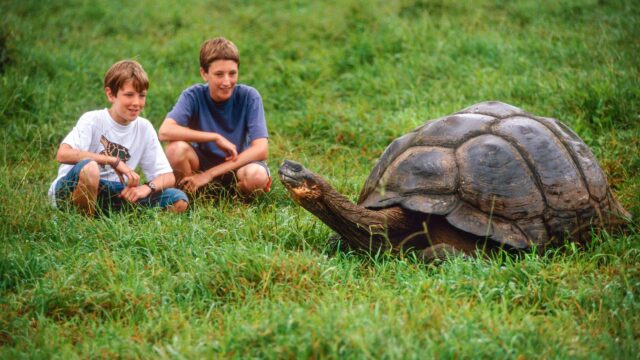 Two kids observing a Giant Tortoise in the Galapagos.