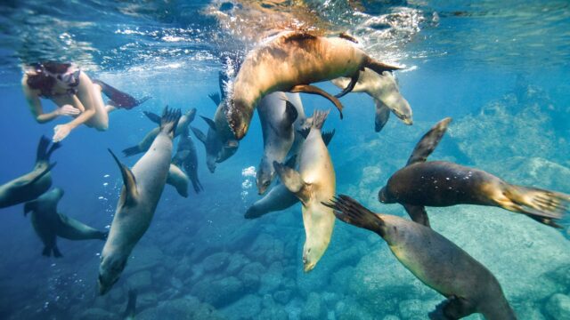 Sea lions swimming underwater.