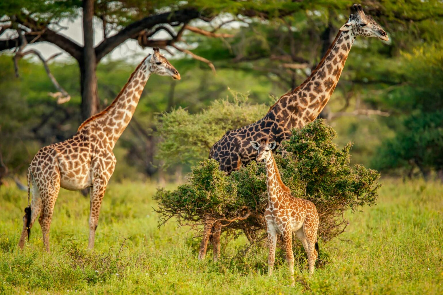 A family of giraffes.