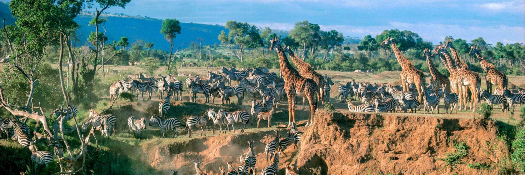 A herd of animals during the great migration.