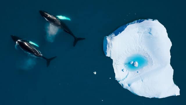 Two Humpback whales swimming together among icebergs in the arctic ocean, in Ilulissat, Greenland.