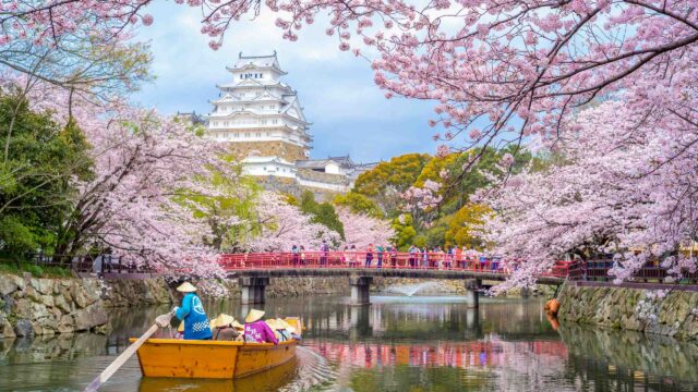 Himeji Castle with cherry blossom trees in spring season.
