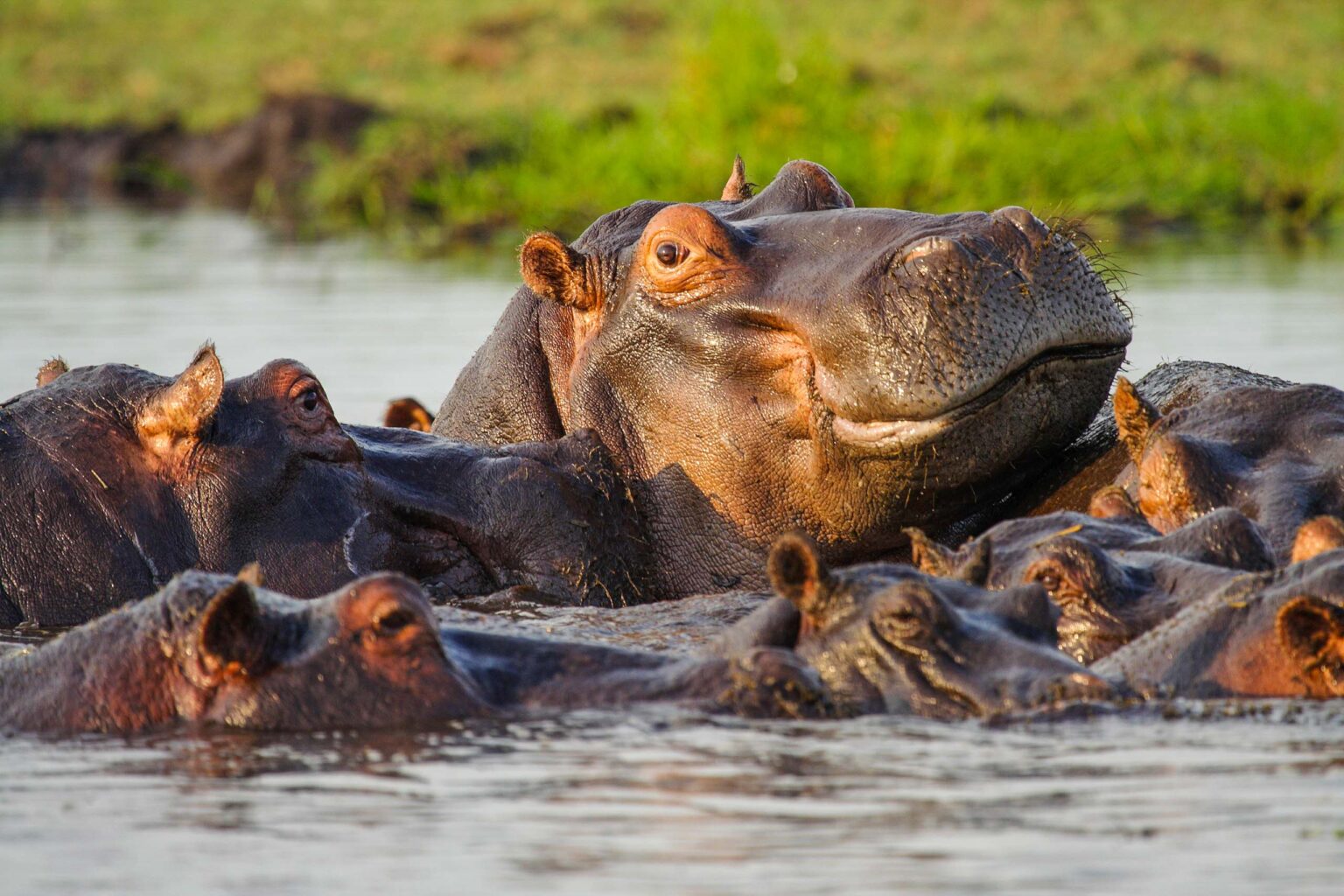 A family of hippos at Mikumi National Park.