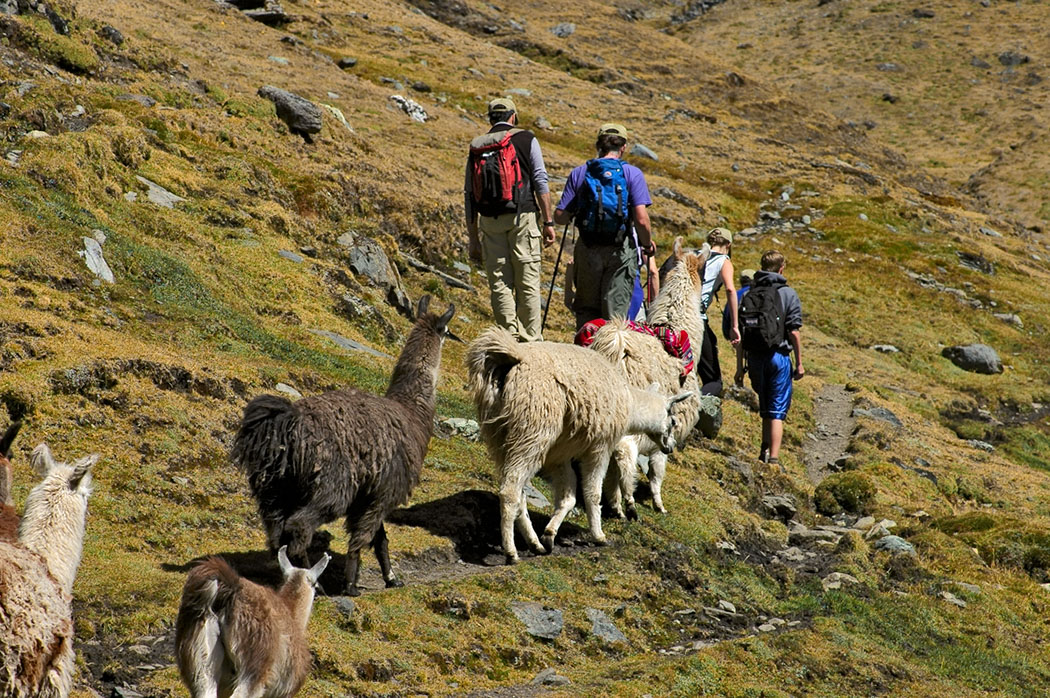 A pack of llamas.
