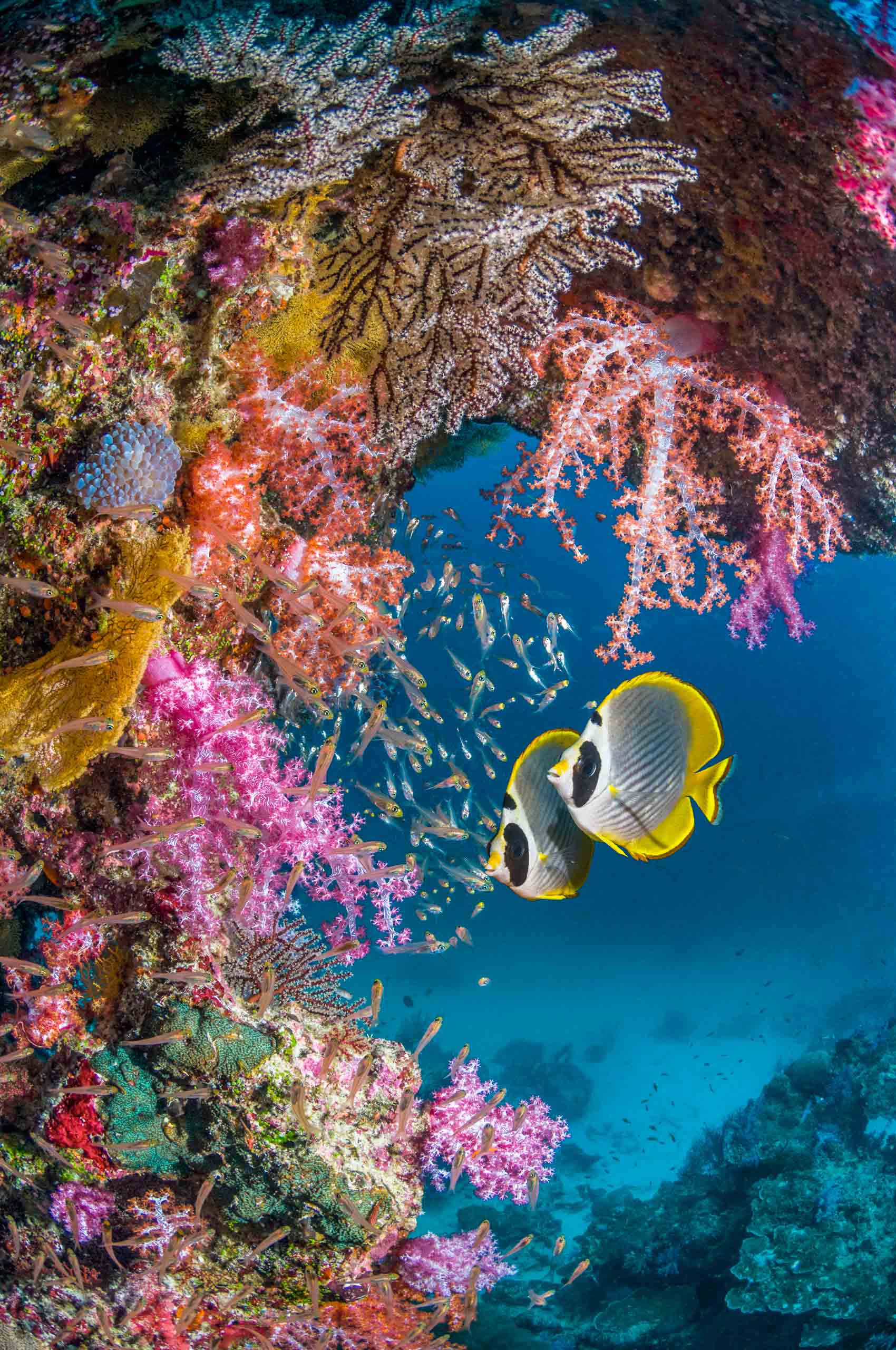 Coral reef scenery with a pair of Panda butterflyfish.
