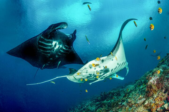Manta rays underwater.