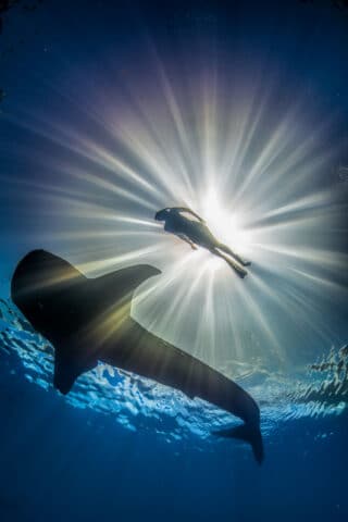 A scuba diver swimming above a whale shark.