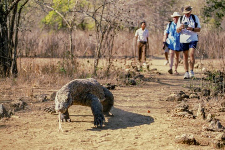 A group of tourists observing a komodo dragon.