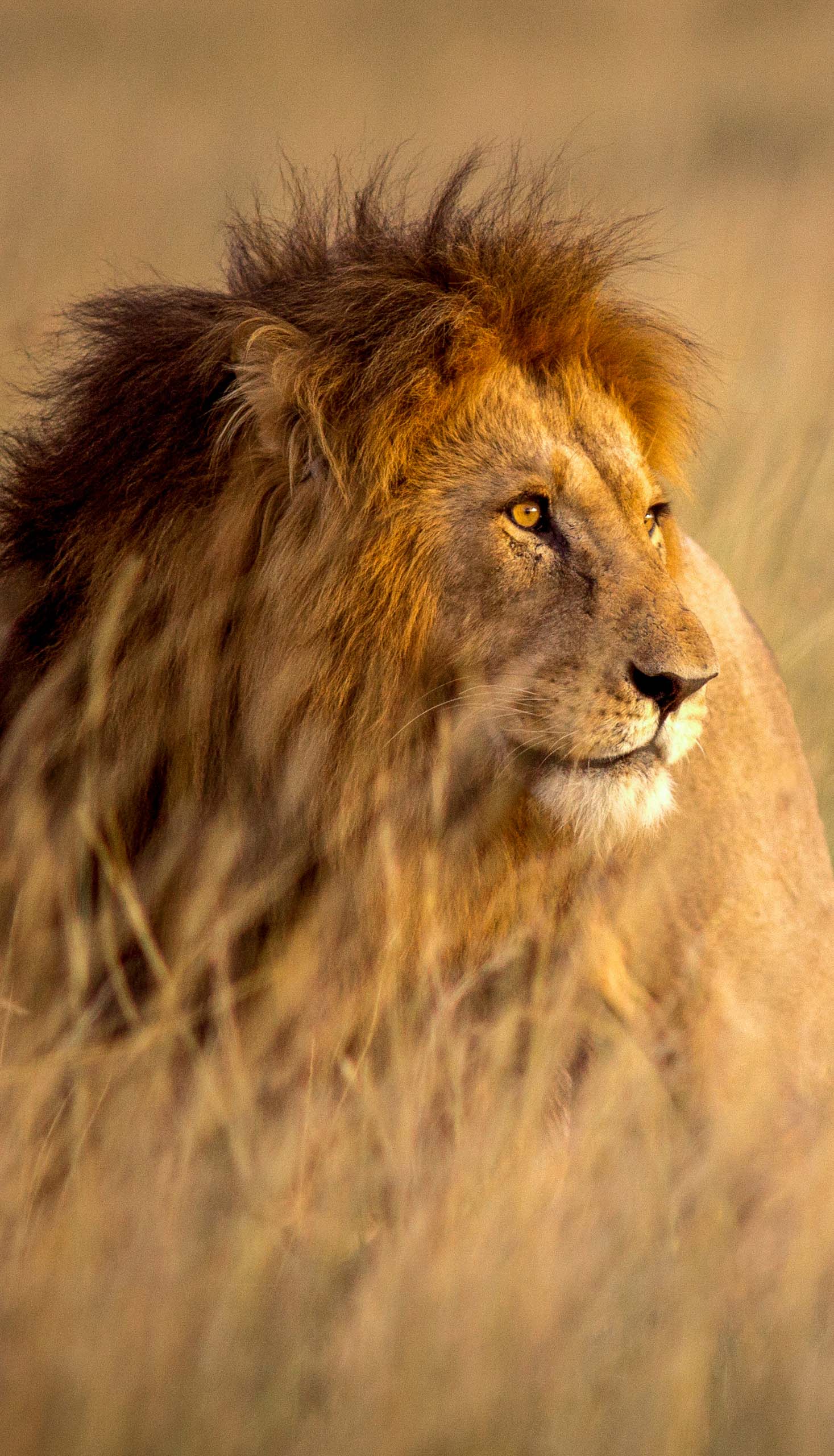 A male lion.