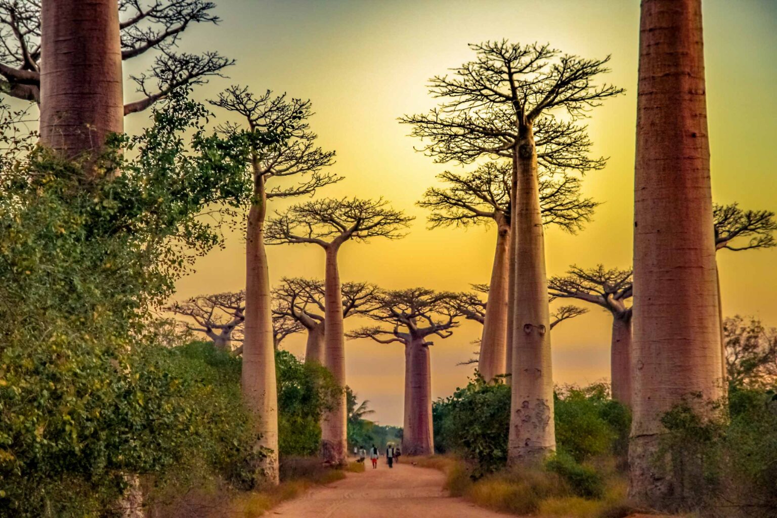 Baobab trees rise above Kirindy Forest.
