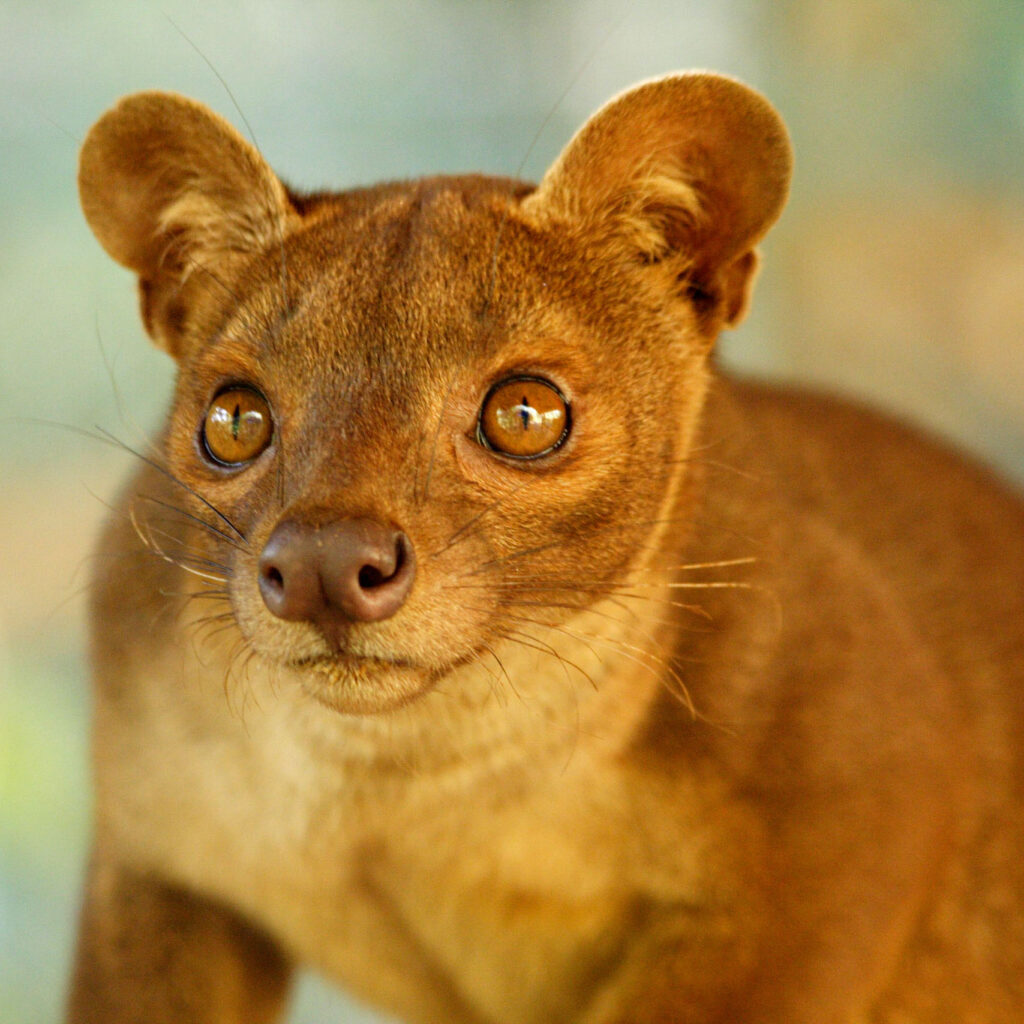 Close-up of Madagascar’s largest predator, the cat-like fossa.