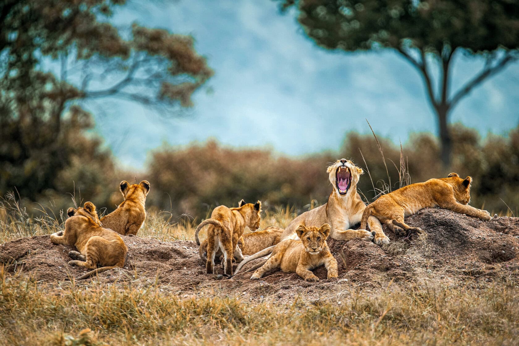 A lioness yawns while surrounded by six lion cubs and another adult lioness lying on a grassy mound in the wild—an iconic scene for any Safaris Hero exploring the wonders of nature.