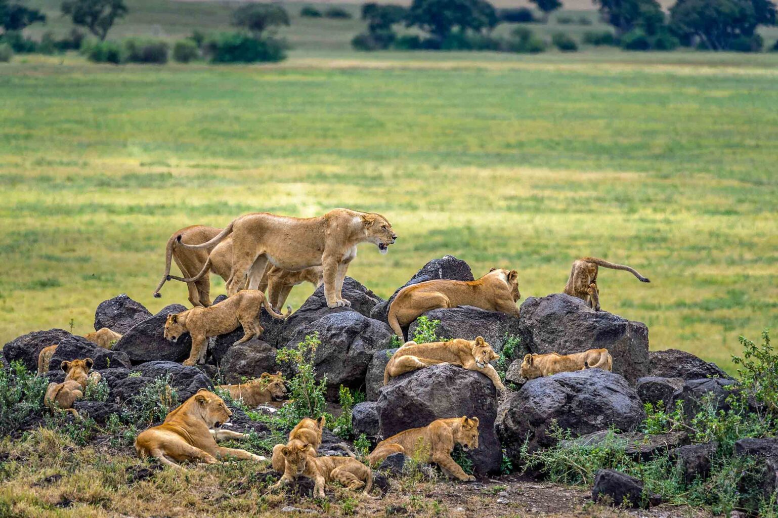 A lion pride at Ngorongoro Crater.
