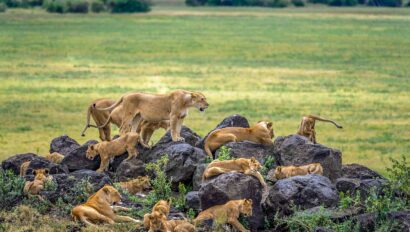 A lion pride at Ngorongoro Crater.