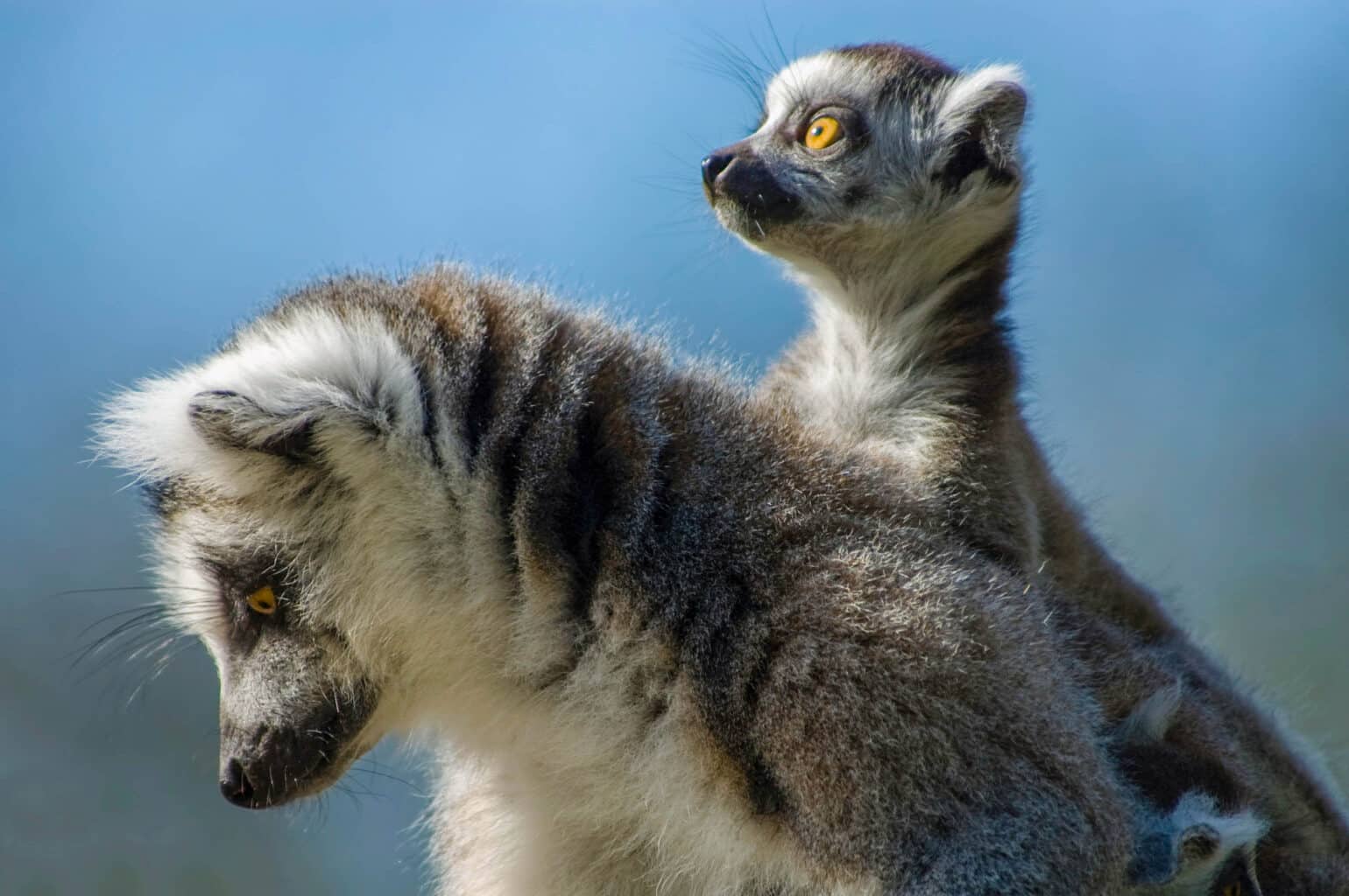 Mother ring-tailed lemur with bright-eyed baby in Madagascar.