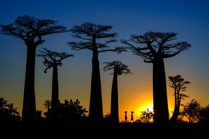 Silhouettes of Baobab.